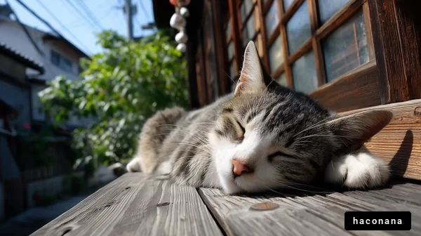 日向で眠る猫