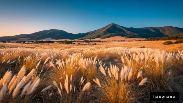 美しい草原の風景