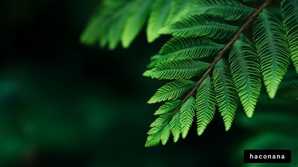 緑のシダの葉