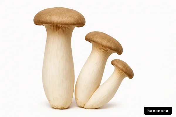 美味しいきのこの写真