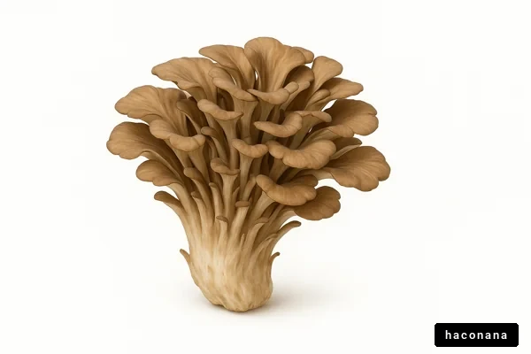 美味しいきのこのイメージ