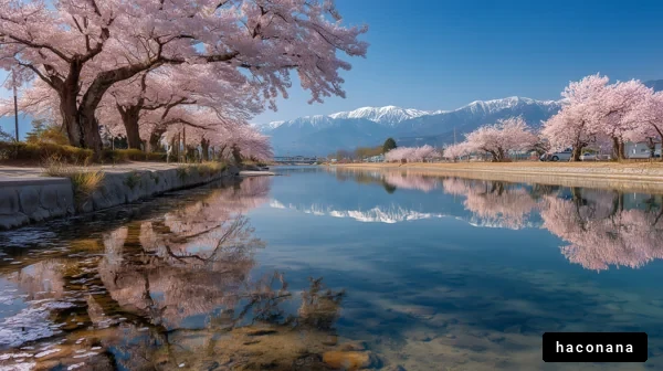桜並木と美しい風景