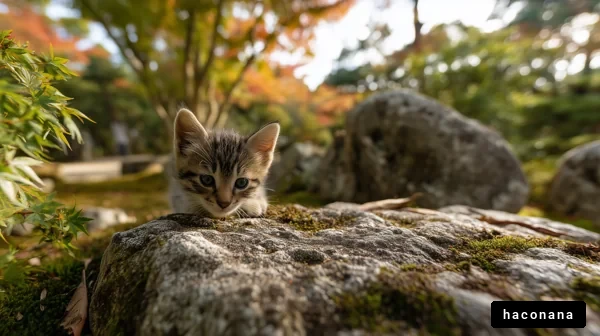 可愛い子猫がいる風景