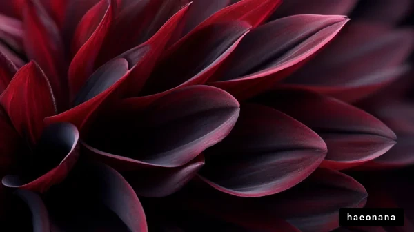 深紅の花びらのクローズアップ