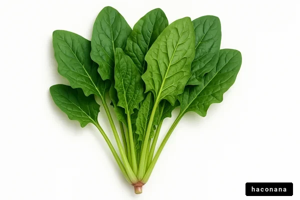 新鮮なほうれん草の束