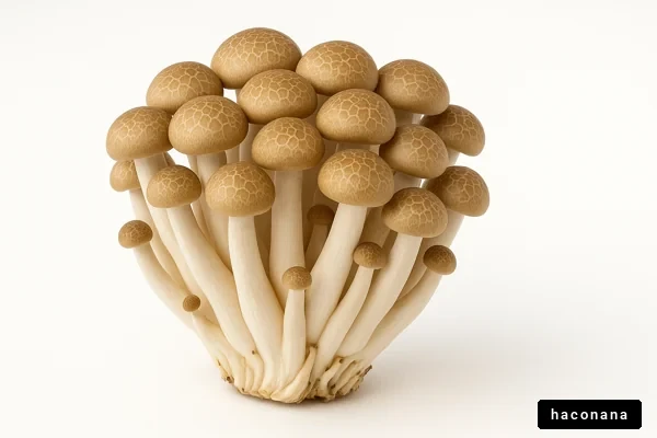 美味しいきのこの群れ