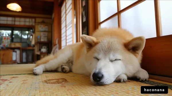 和室で眠る犬