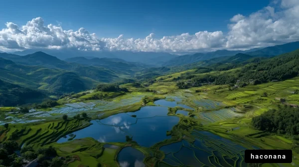 美しい水田風景のパノラマ