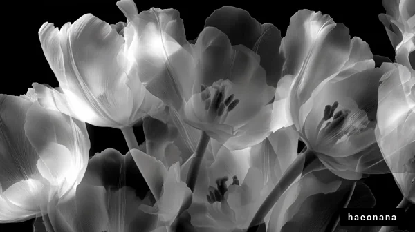 白黒の花の美しさ