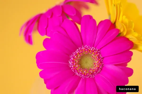 色とりどりの花々