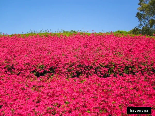鮮やかなピンクの花畑