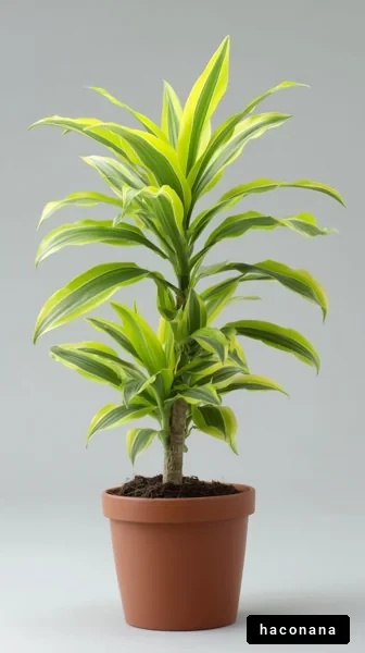 美しい観葉植物の画像