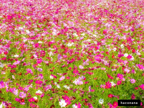 色とりどりの花畑