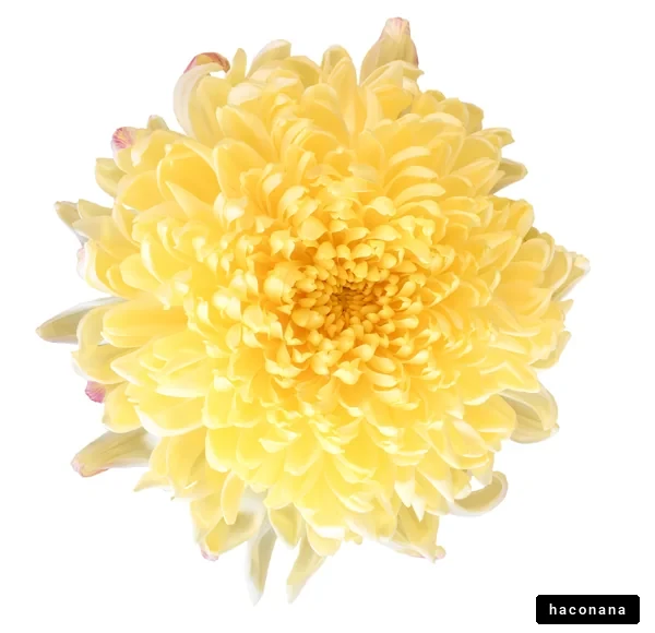 鮮やかな黄色の花