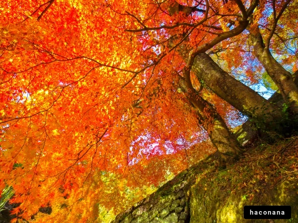 紅葉の美しい風景