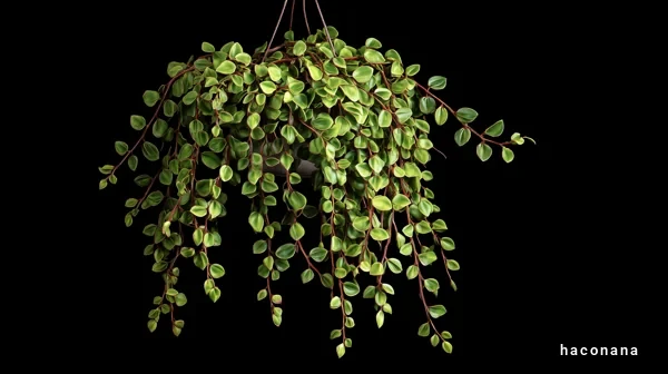 観葉植物の美しさ