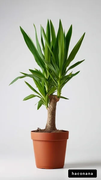 観葉植物の美しい姿