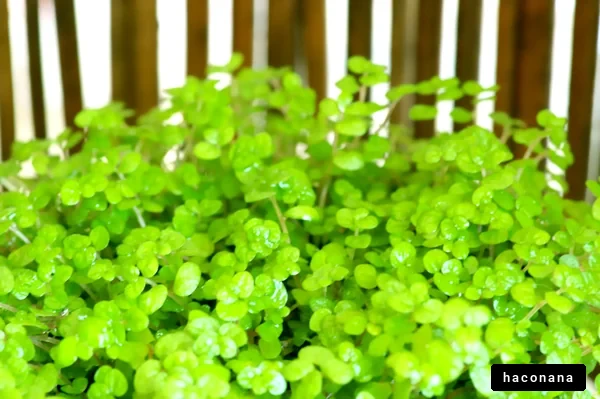 生き生きとした緑の植物