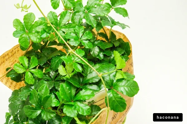 緑豊かな観葉植物