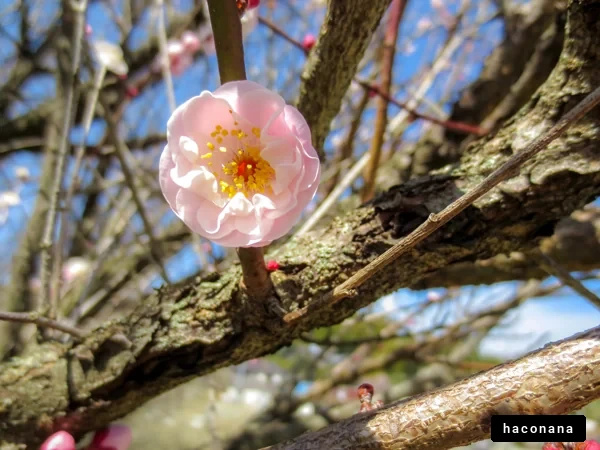 花と自然の美しさ