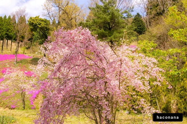 春の桜と自然の風景