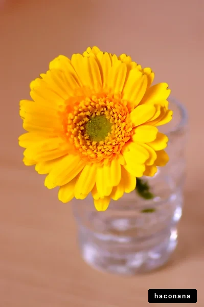 鮮やかな黄色の花