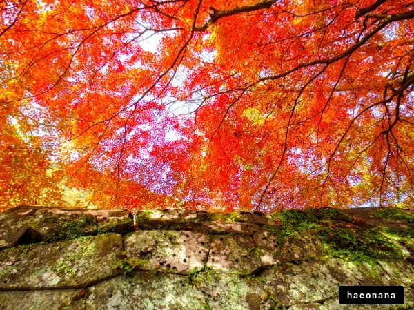 鮮やかな紅葉の風景