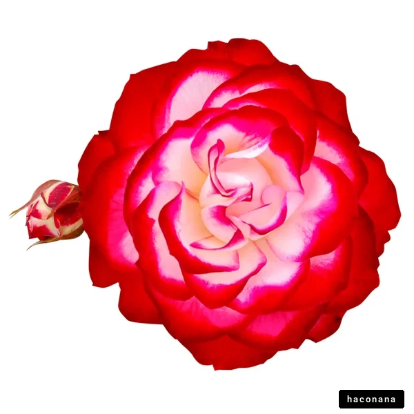 美しいバラの花