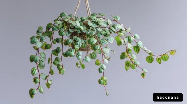 ハンギングプラントの美しさ