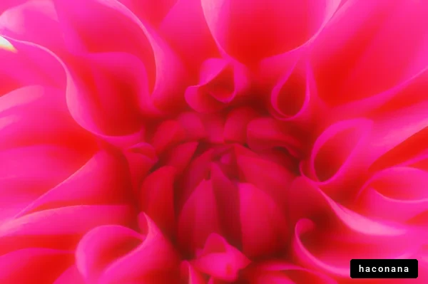 鮮やかなピンクの花