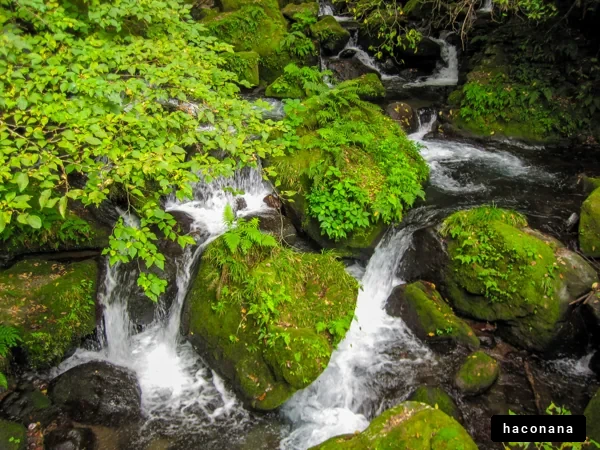 静かな渓流の風景
