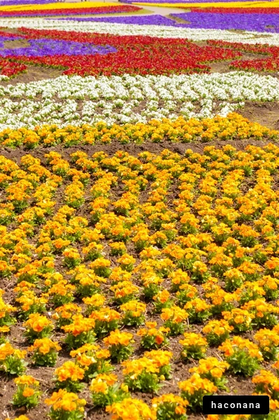 色とりどりの花畑