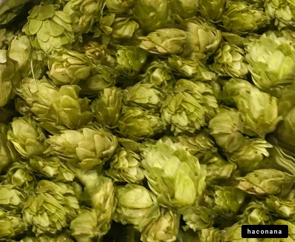 ホップの収穫、ビールの素材