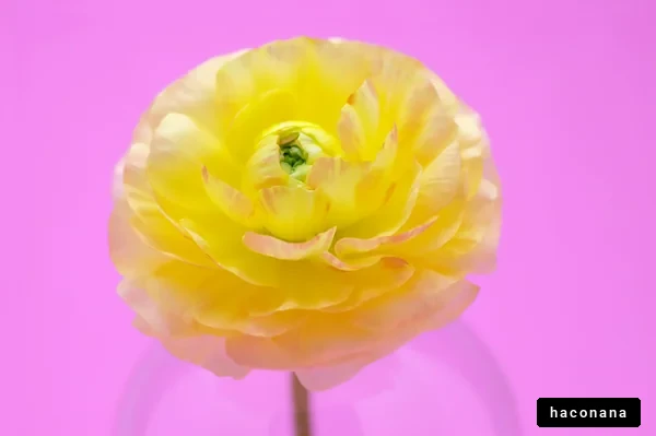 鮮やかな黄色の花