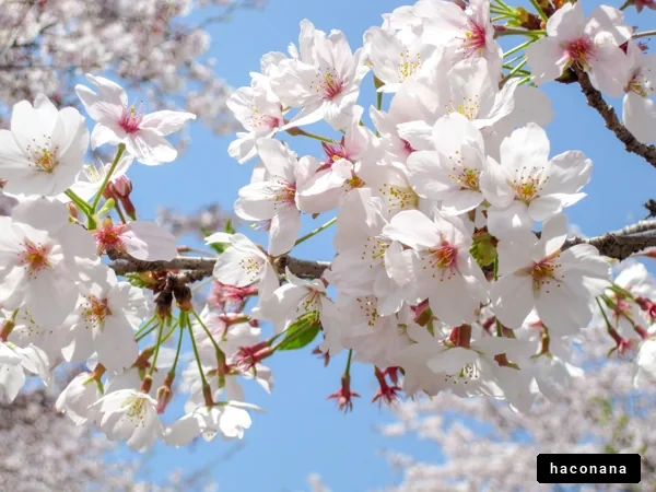満開の桜の花々
