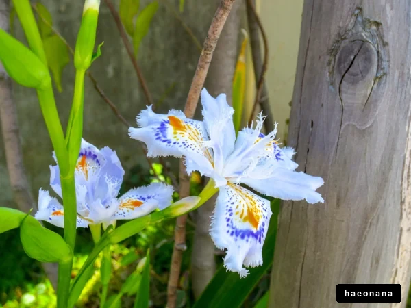 美しい花と緑の風景