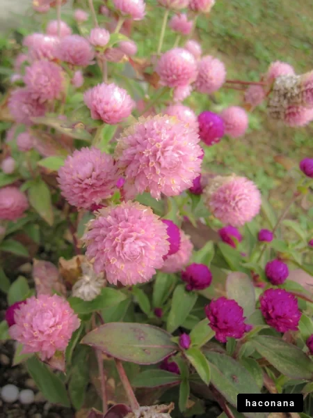 色とりどりの花畑