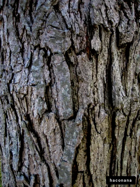 木の樹皮のテクスチャ