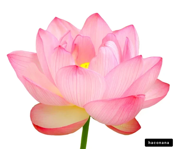 美しい睡蓮の花