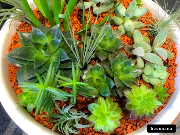 多肉植物の栽培風景