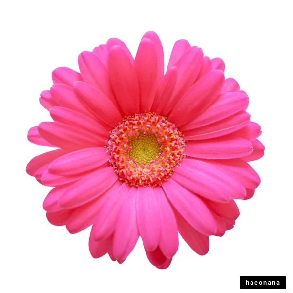 鮮やかなピンクの花