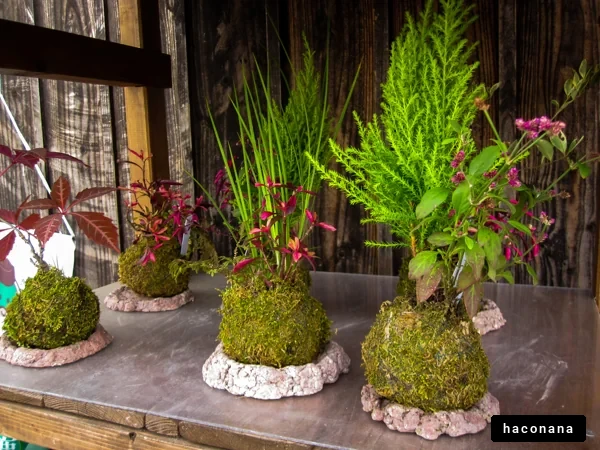 緑の植物が詰まった盆栽