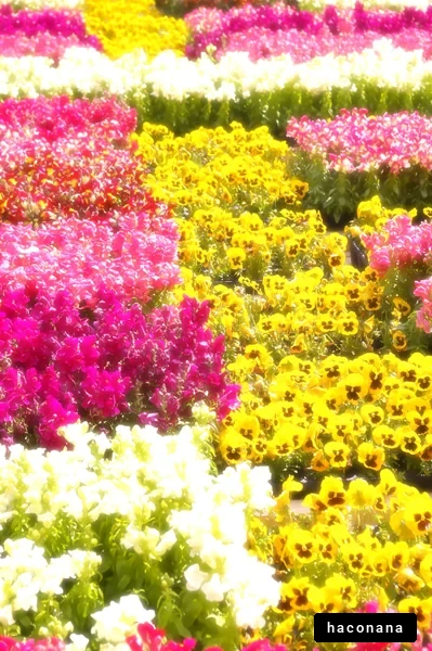 カラフルな花畑の風景