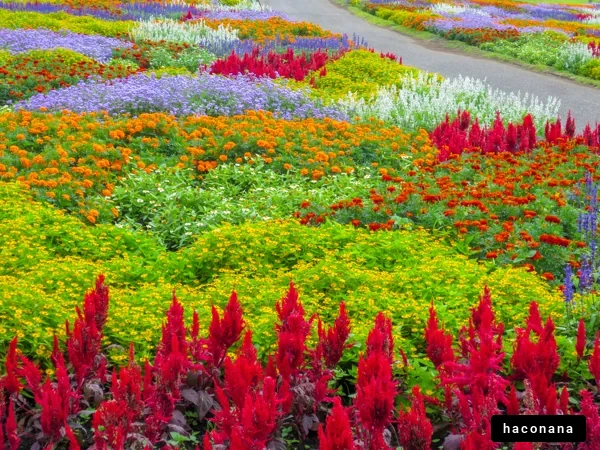 色とりどりの花畑風景