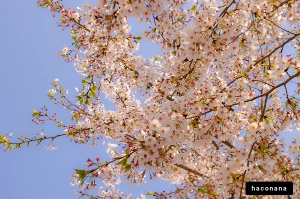青空と桜の花