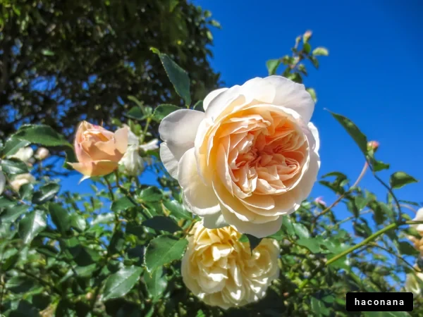 美しいバラの花々