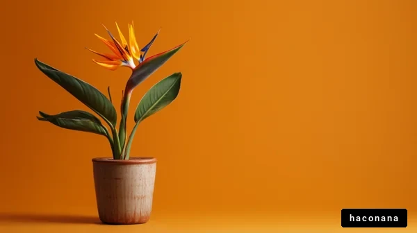 鮮やかなオレンジの花