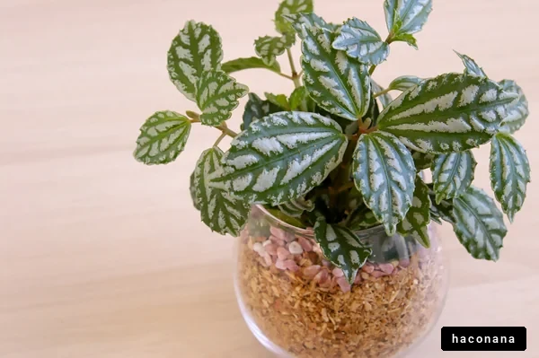 室内で育てる観葉植物