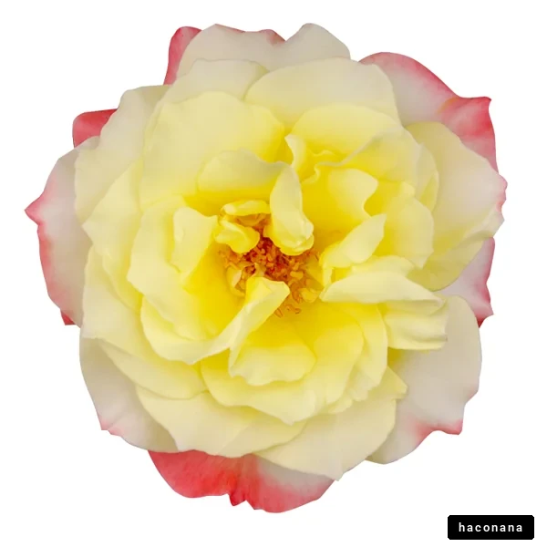 美しいバラの花