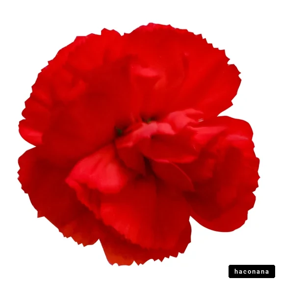 鮮やかな赤い花